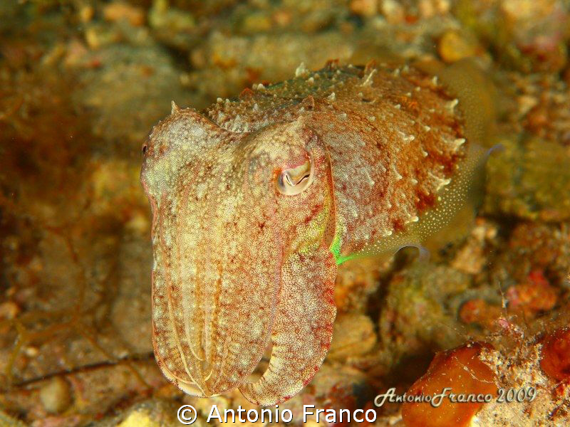sepia officinalis by Antonio Franco 