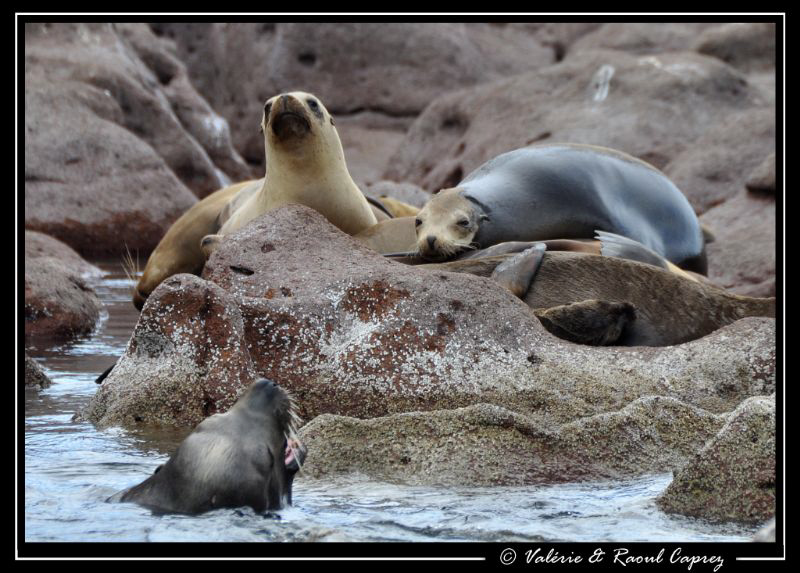 Hi girls ! Do you want to swim with me ? by Raoul Caprez 