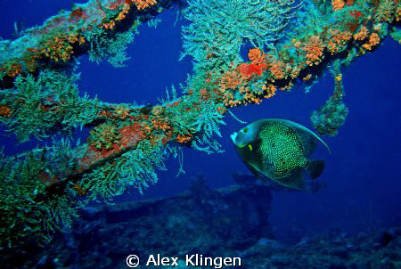 French angel on wreck by Alex Klingen 
