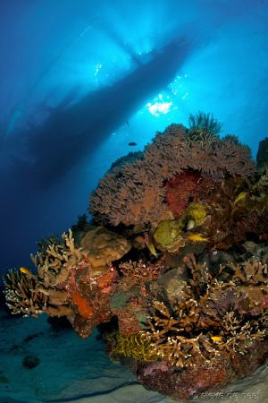 Apo Island coral head with a traditional Philippino Banca... by Steve De Neef 