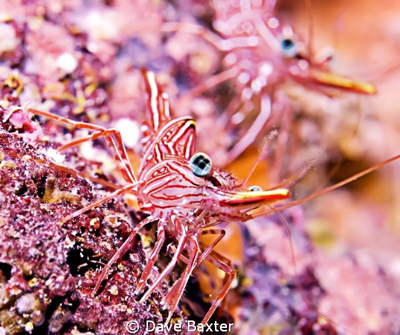 coral bay shrimp by Dave Baxter 