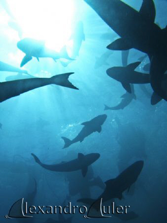 Scubadive at a Beijupirá´s fish open water farm. by Alexandro Auler 
