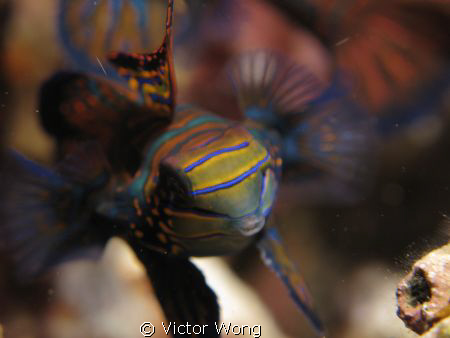 Mandarin fish at Lembeh by Victor Wong 
