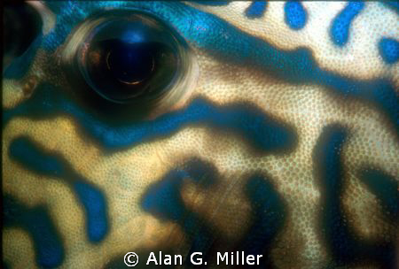 Cowfish eye, Nikonos V 35 mm 1:2 macro tube and Nikonos S... by Alan G. Miller 
