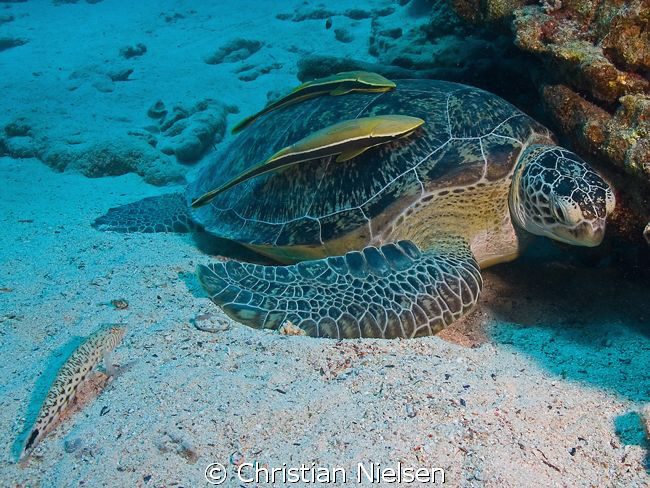 Who's watching who ?
Notice the Sandperch in the left co... by Christian Nielsen 