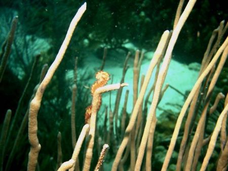 Fireworm Bonaire October 2004 by Jean Milani 