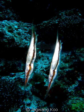 Razor Fish by Jagwang Koo 
