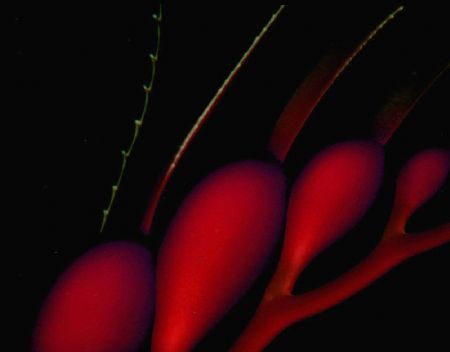 Kelp Fantasy:  Catalina Island;  Housed Nikon F, 55mm Aut... by Rick Tegeler 