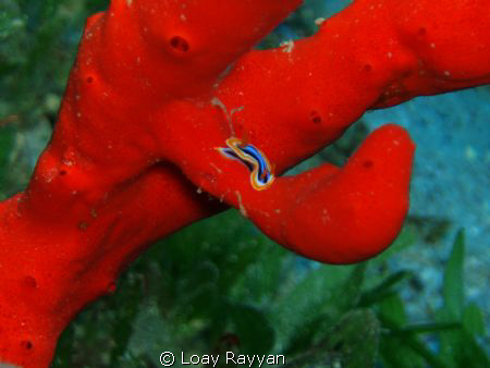 True Red by Loay Rayyan 