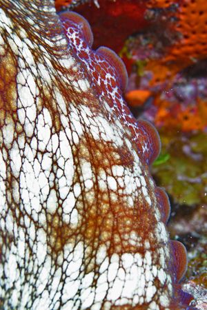 Nature's tapestry!  Skin and tentacles of an octopus shot... by Missy Lamb-deroche 
