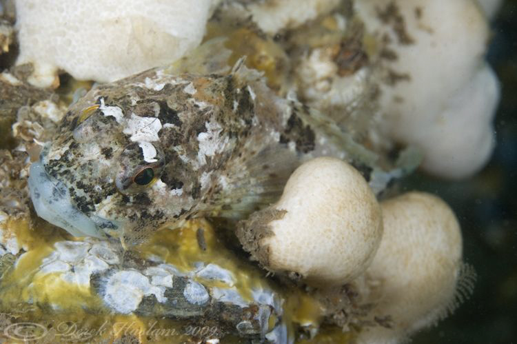 Long spined scorpion fish. Menai straits. D3, 105mm. by Derek Haslam 