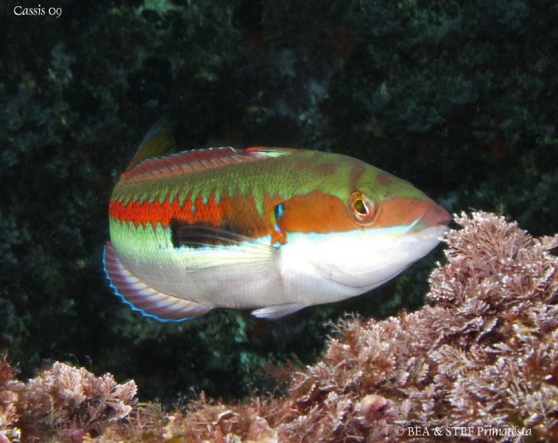 Common "girelle", Coris julis. Calanques de Cassis. Canon... by Bea & Stef Primatesta 