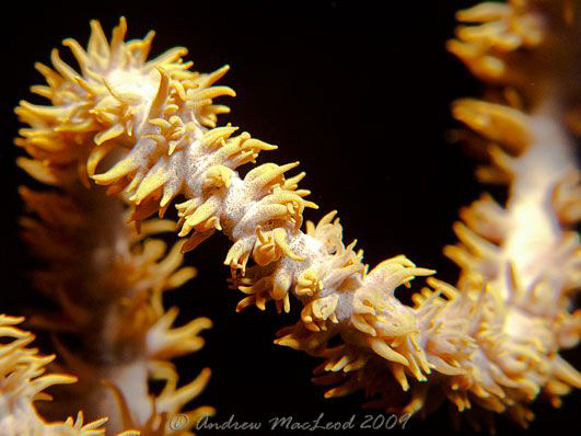 at Tubataha reef, Philippines by Andrew Macleod 
