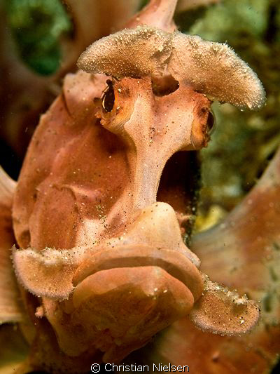 Sad looking Rhinopias :-(
Rhino Rock's, Komodo.
Olympus... by Christian Nielsen 