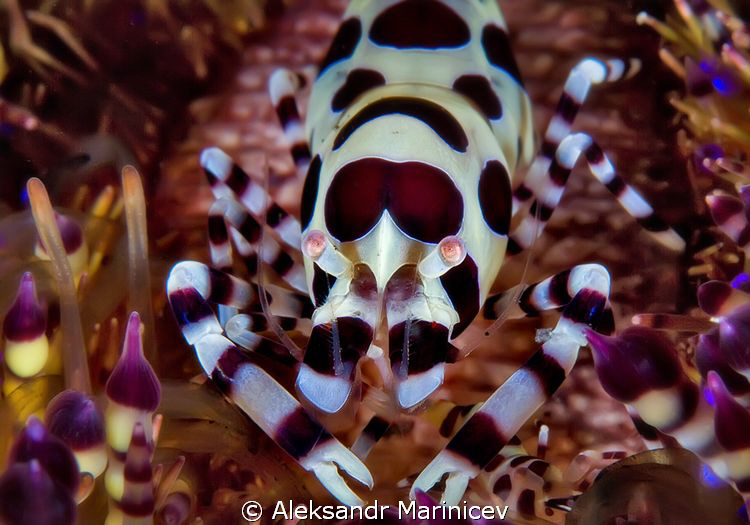 Coleman shrimp  on the toxic sea urchin. by Aleksandr Marinicev 