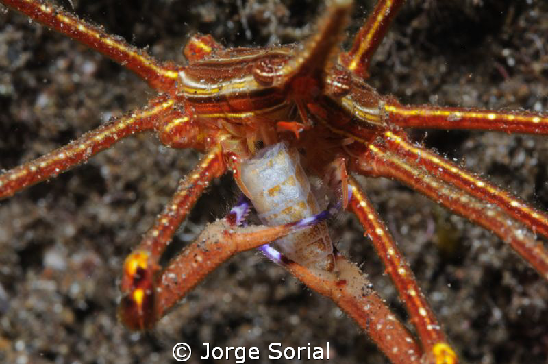 Yummy! This is good... by Jorge Sorial 