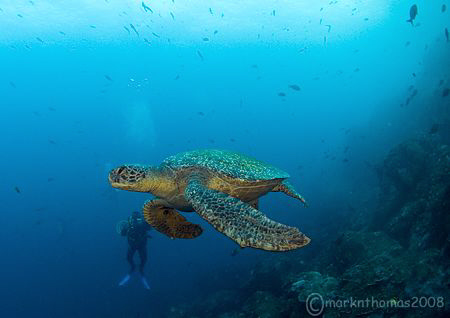 Green turtle off Wolf, Galapagos.
April 2008.
S5 Pro 10... by Mark Thomas 