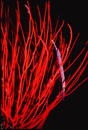 Trumpet in red sea whips.  Walindi, WNB, PNG.  Housed Nik... by Rick Tegeler 