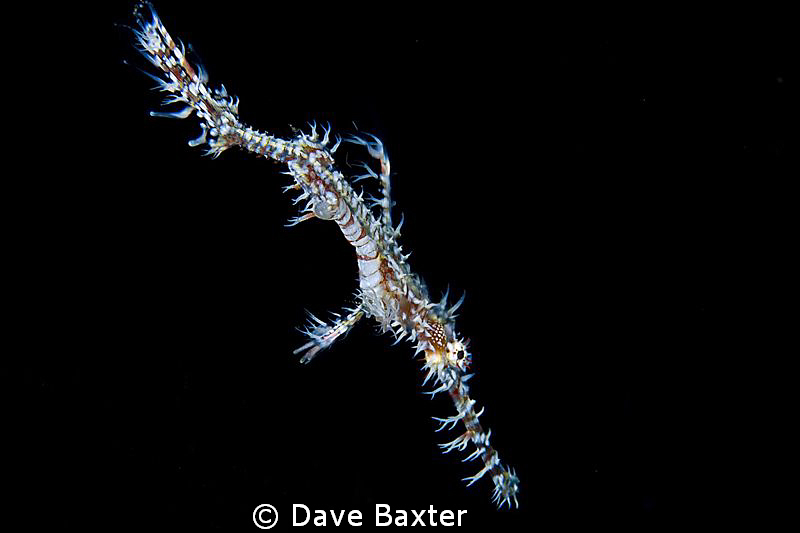 GPF Bali by Dave Baxter 