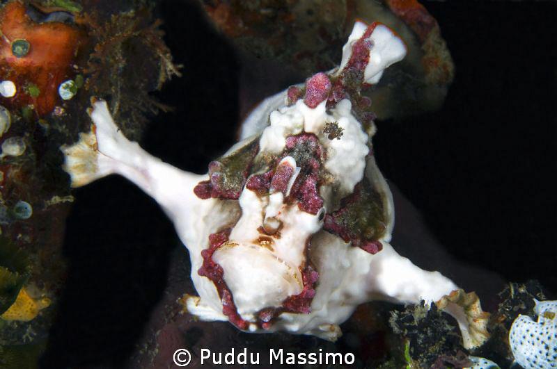 arlequim frog fish nikon d2x 60mm micro by Puddu Massimo 