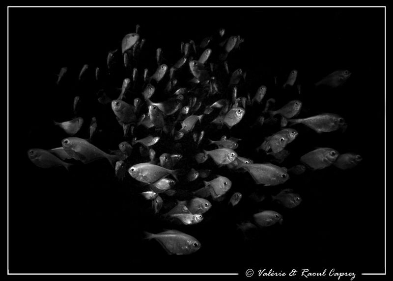 Glass fish coming to me ! 
Picture taken in the Canyon o... by Raoul Caprez 