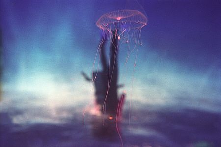 Diver and Jelly. I was just starting my descent when I sp... by Pauline Jacobson 
