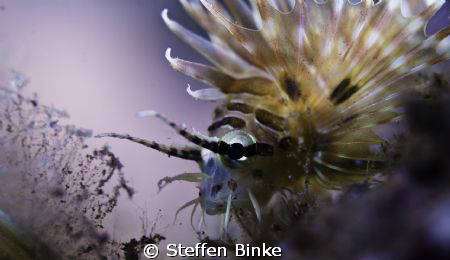 Lionfish Baby by Steffen Binke 