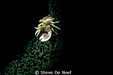 Taken using a home made 'snoot' to get this kind of selec... by Steve De Neef 