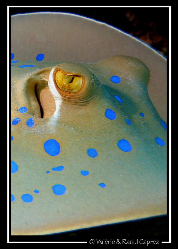 Special crop for a special effect.
Picture taken with a ... by Raoul Caprez 