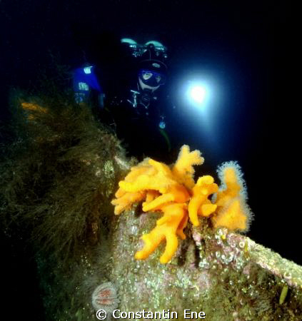 Diver Gerhard at some WW2 wreck in the port of Narvik wit... by Constantin Ene 