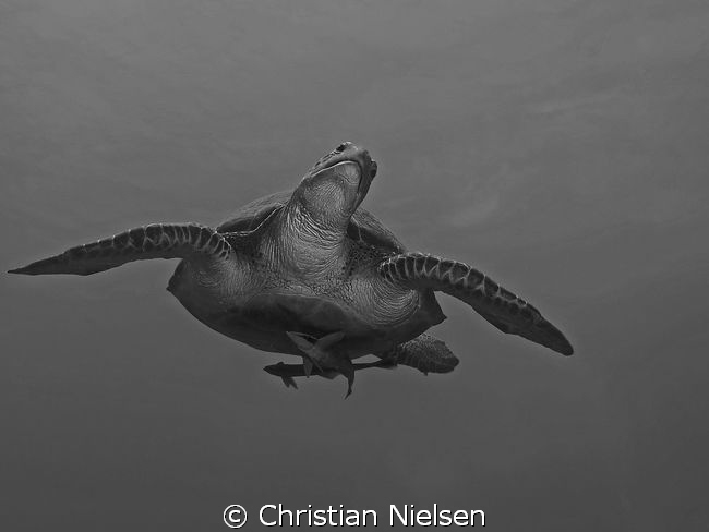 Flying
Green Turtle descending after a breadth of air in... by Christian Nielsen 