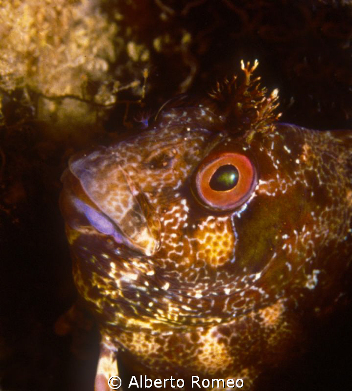 Portrait of Blennius gattorugine by Alberto Romeo 
