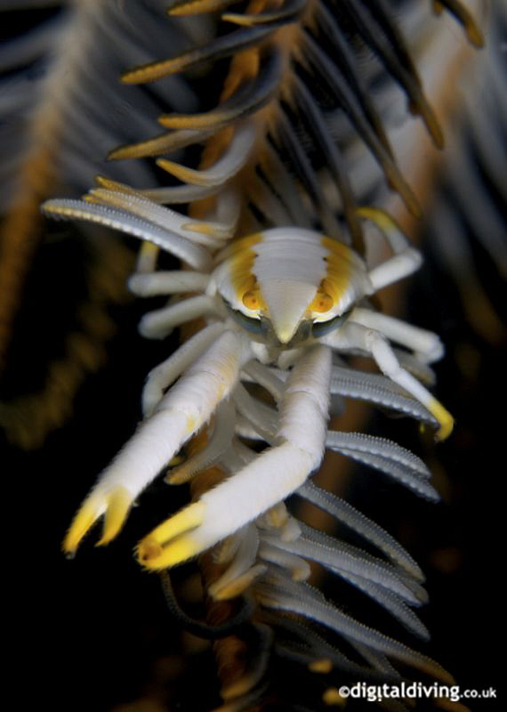 Elegant Squat Lobster by David Henshaw 