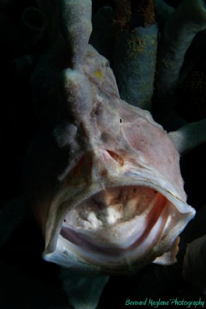My first yawning frogfish..... by Bernard Maglana 