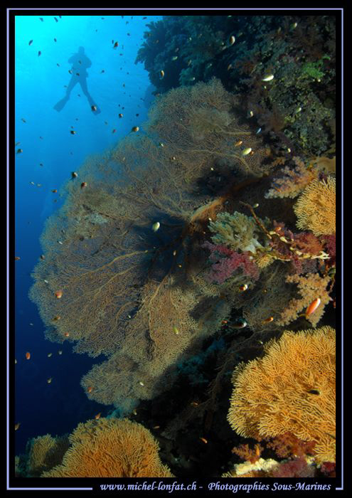 The beauties of the Red Sea... Que du bonheur... Diving E... by Michel Lonfat 