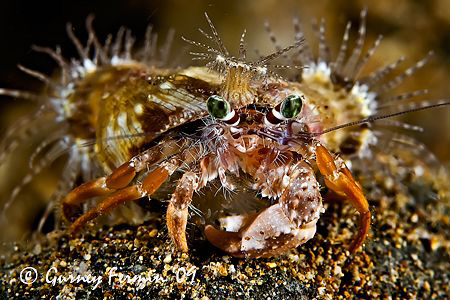 Out for a night dive to hunt for a good subject to photog... by Gurney Fermin 