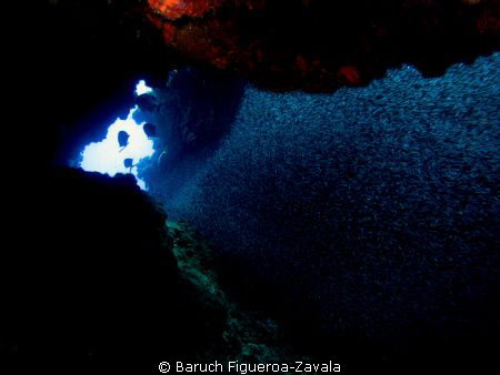 Silversides in a cave, Chinchorro Atoll by Baruch Figueroa-Zavala 
