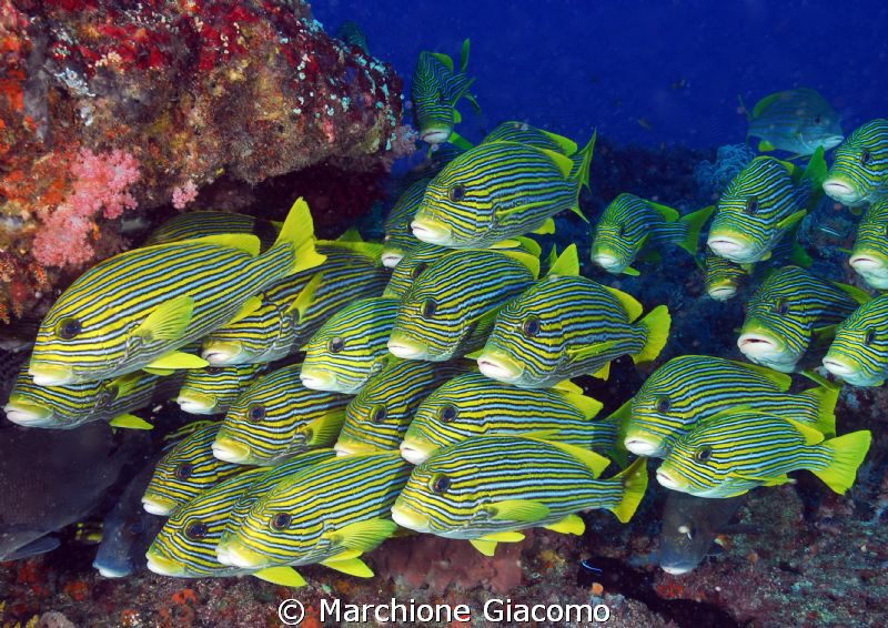 Running
Nikon D200,12-24 zoom Nikon,twin strobo
Gili Tr... by Marchione Giacomo 