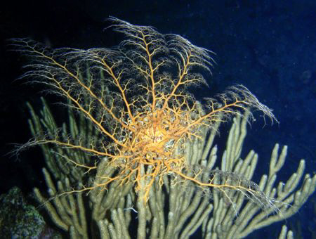 ASTROPHYTON IN A NIGHT SNORKELING by Durand Gerald 