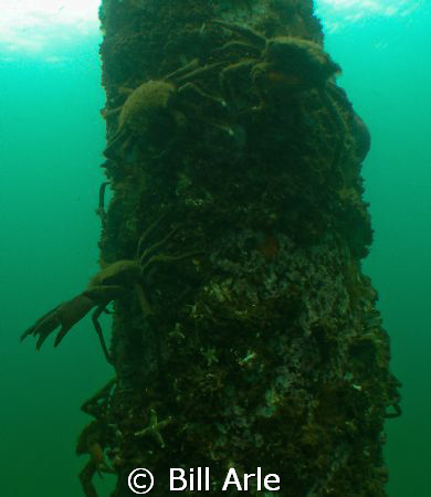 Hood Canal, Puget Sound, Washington, USA.  My dive buddy ... by Bill Arle 