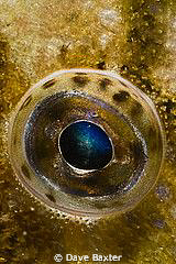 leatherjacket eye by Dave Baxter 