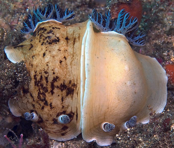 Aphelodoris varia, Bare Island by Doug Anderson 