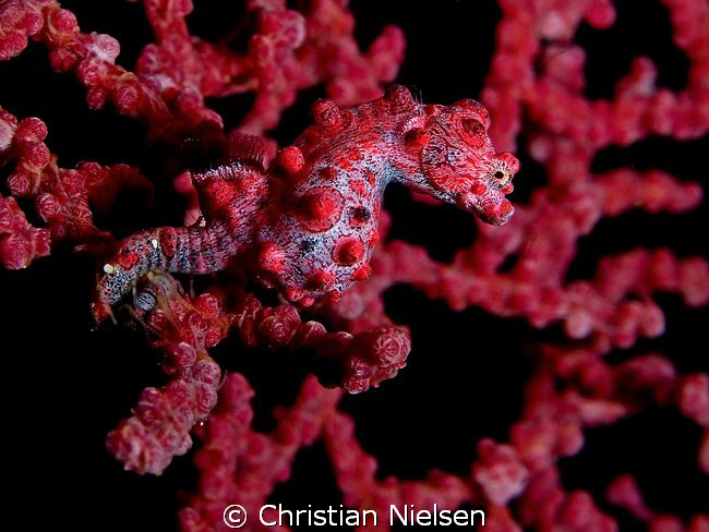Pigmy Seahorse on Cannibal Rock. Horseshoe Bay, Rinca Isl... by Christian Nielsen 