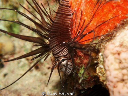 Juvenile Lionfish by Loay Rayyan 