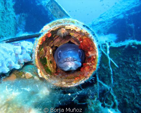 A picture of a conger that used to live a in tube from a ... by Borja Muñoz 