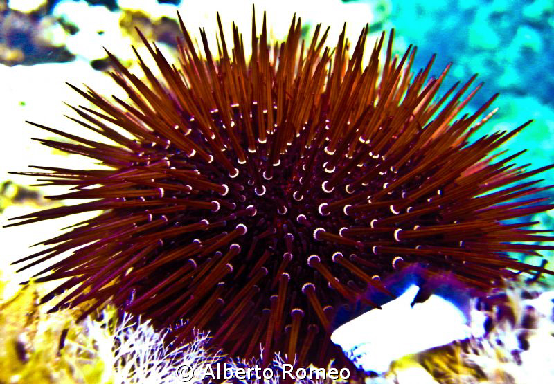 Seaurchin by Alberto Romeo 