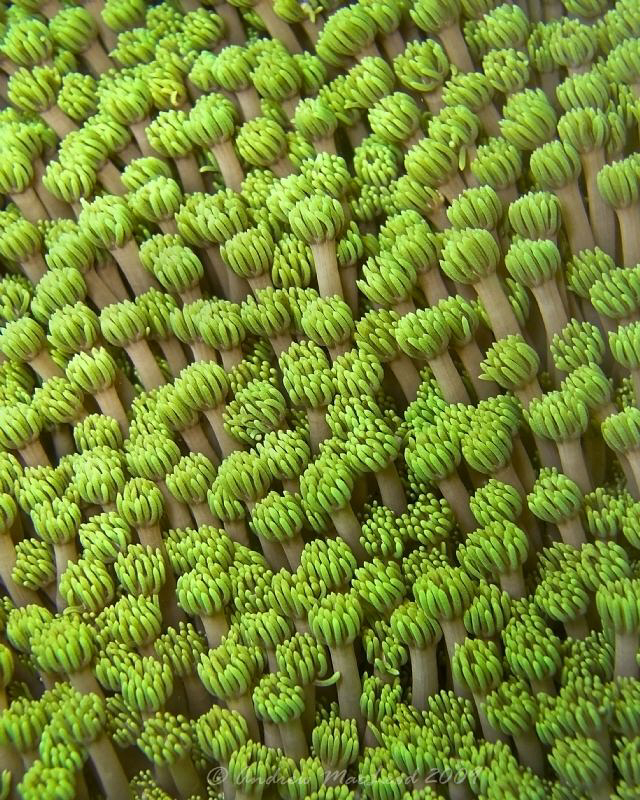 another look at coral by Andrew Macleod 