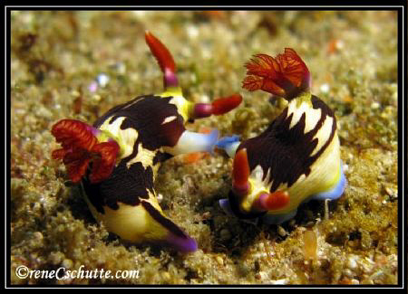 Off the coast of Inhambane these two nudibranchs seems to... by Rene Schutte 