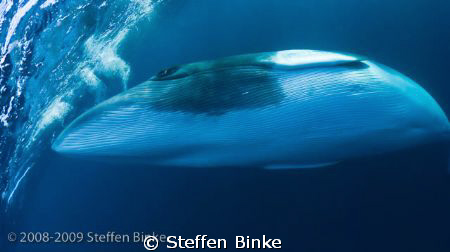Minke by Steffen Binke 