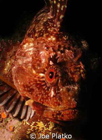 aggressive cabezon I came across while diving at Monaster... by Joe Platko 